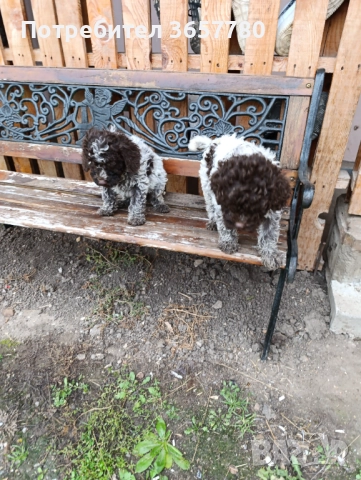 Логото романоел, снимка 6 - Шпаньоли - 52889856