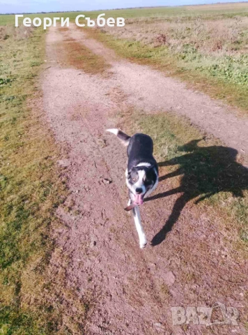 Бордър Коли мъжко