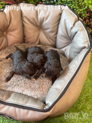 Тийкъп сиви пуделчета, снимка 3 - Пудели - 52964494