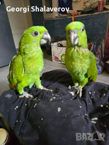 Продавам ръчно хранени бебета Жълтоврата Амазона 