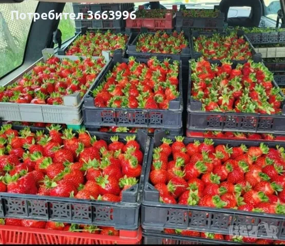 Продавам елитен разсад ягоди и малини , снимка 14 - Разсади - 39922116