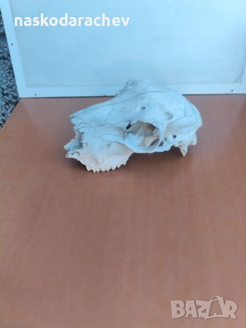 Череп за декорация, снимка 7 - Декорация за дома - 39432640