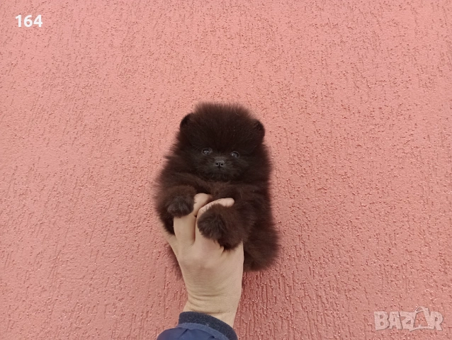 Померан. Шоколадово мини момченце.