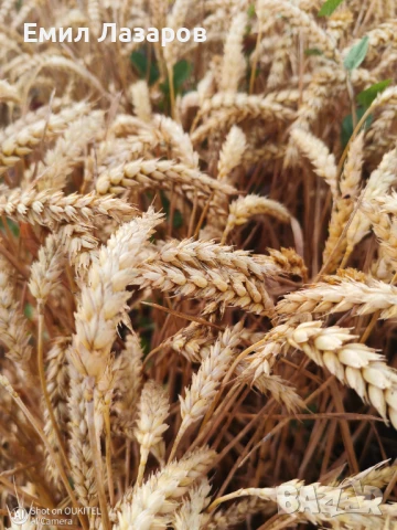 Жито и Овес кехлибар зимен, снимка 3 - За селскостопански - 51047767