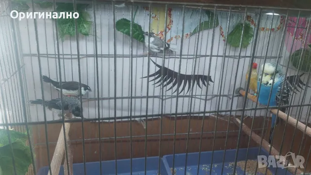 Амадини Канарчета , снимка 6 - Амадини - 49771329