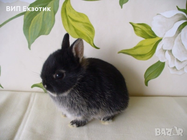 ПРОДАВА МИНИ ЗАЙЧЕТА