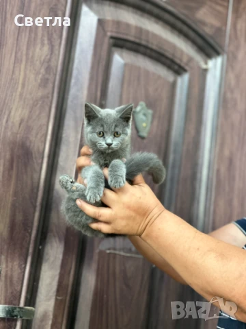 Шотландски клепоухи.Готови за свойте нови стопани., снимка 1