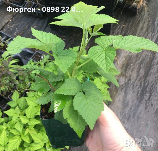 Дива малина - Rubus idaeus, снимка 4 - Разсади - 37336765