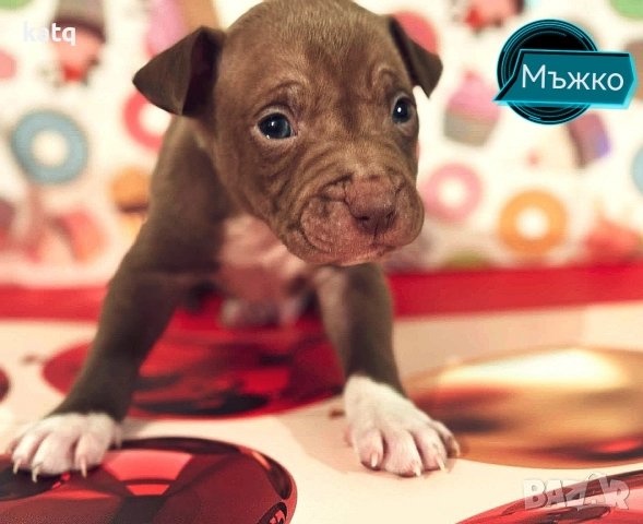 Питбулчета за продажба! 🐾 , снимка 18 - Питбул - 52518976