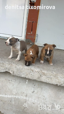 ПРОДАВАТ СЕ !!!, снимка 4 - Американски стафордширски териер - 53540617