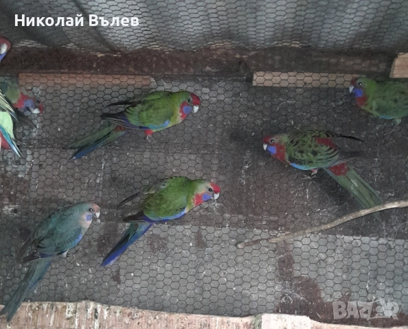 Пенанти , снимка 6 - Папагали - 52105277