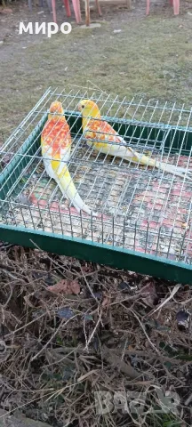 Пойни папагали !, снимка 8 - Папагали - 49105226