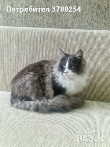 Мейн Кун, снимка 3 - Мейн кун - 53083782