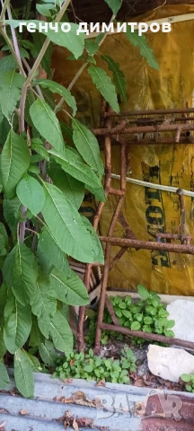 шаси за ява велорекс, снимка 2 - Части - 51227854