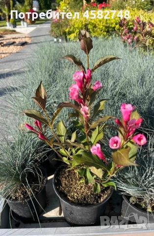 Прекрасна Weigela, снимка 1