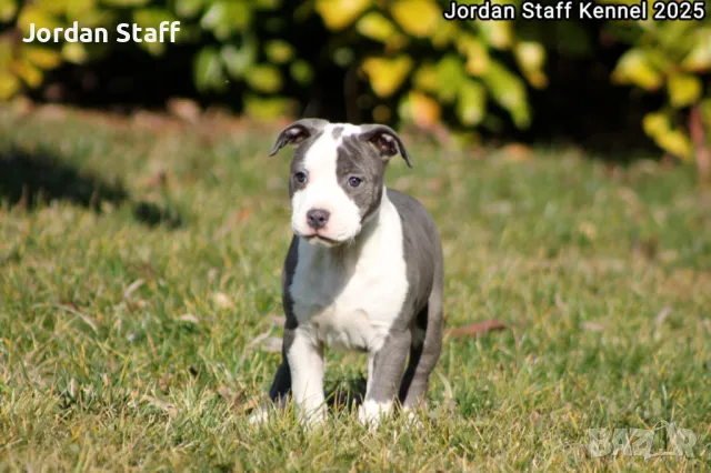 *Американски Стафордшир Териер бебета с FCI родословие- Jordan Staff Kennel*, снимка 6 - Американски стафордширски териер - 28596325