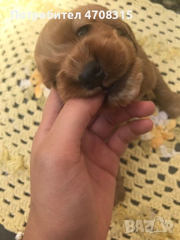 Кокер шпаньол червен момче, снимка 5 - Кокер шпаньол - 53274879