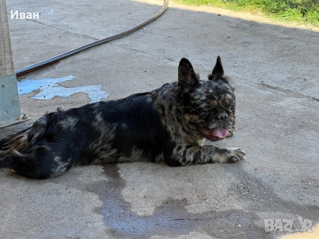 Френски булдог, снимка 13 - Френски булдог - 53140562