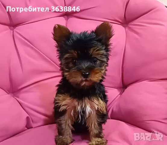 Мини Йоркширски териер, снимка 3 - Йоркширски териер - 49685012