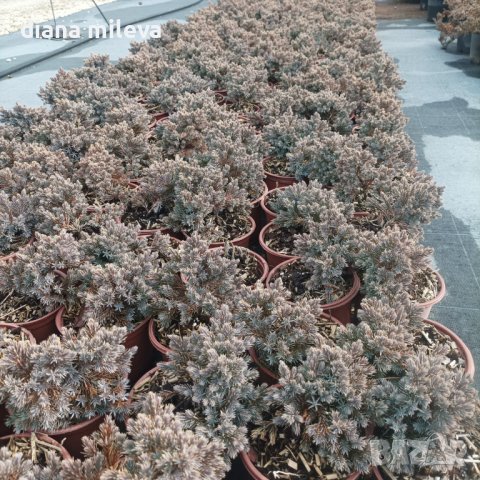 Juniperus squamata 'Blue Star', Хвойна Синя Звезда, снимка 12 - Градински цветя и растения - 39479257