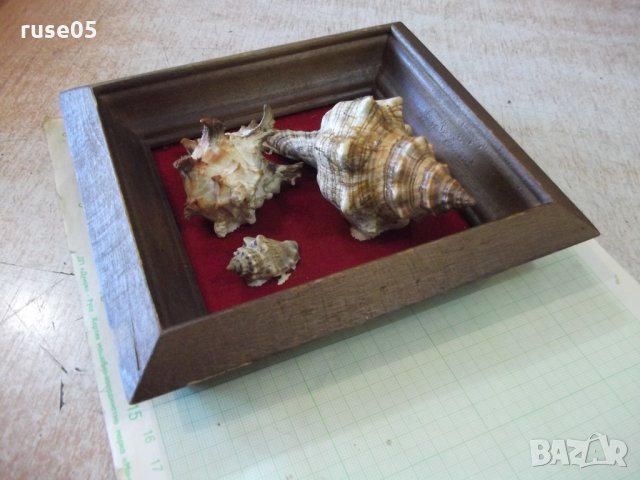 Раковини в дървена рамка - 1, снимка 4 - Други ценни предмети - 35626343