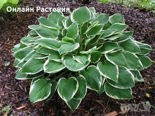 Хоста Бяло с Зелено , Жълто с зелено и чисто зелена  Цена за 1бр 8,50лв., снимка 2 - Градински цветя и растения - 28613762