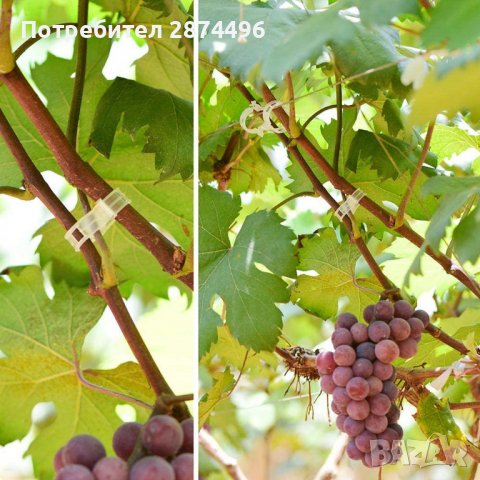 3691 50 броя клипс за поддържане на домати и растения, снимка 9 - Други - 37876716