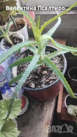 Алое арборесценс , снимка 1