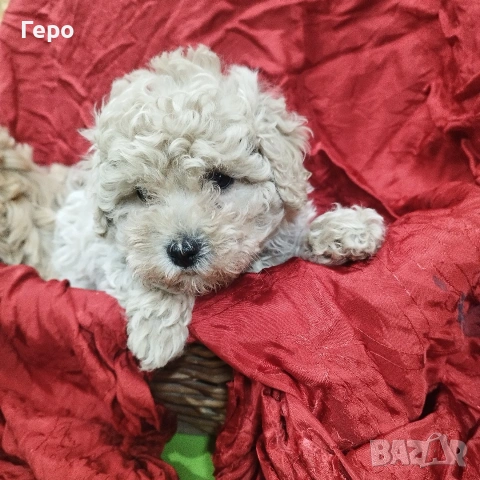 малтипу , снимка 13 - Пудели - 53601593