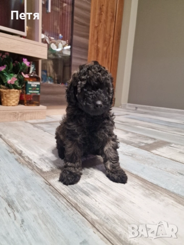 Пудел мини момче, снимка 9 - Пудели - 52651544