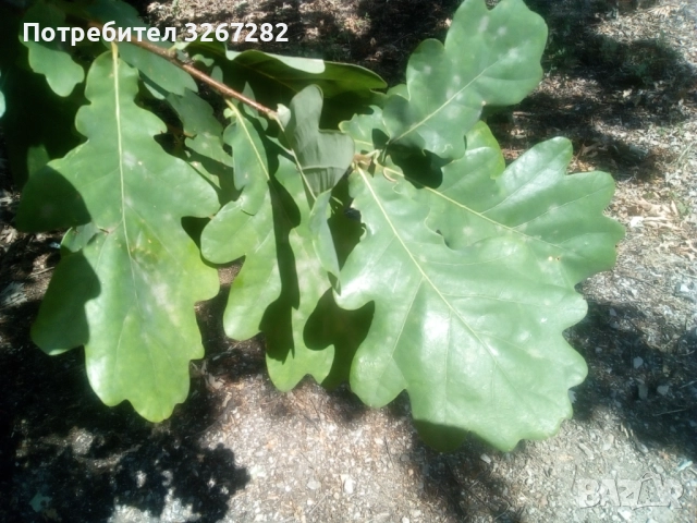 Дъб,Летен,Querca Robur,Разсад, снимка 2 - Разсади - 50499285