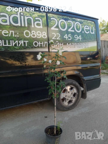 Хибискус Кичест - Дървовидна Ружа, снимка 14 - Разсади - 46564855