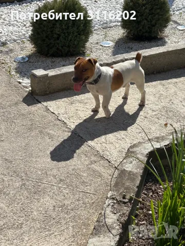 Джак ръсел, снимка 2 - Джак ръсел териер - 50152976