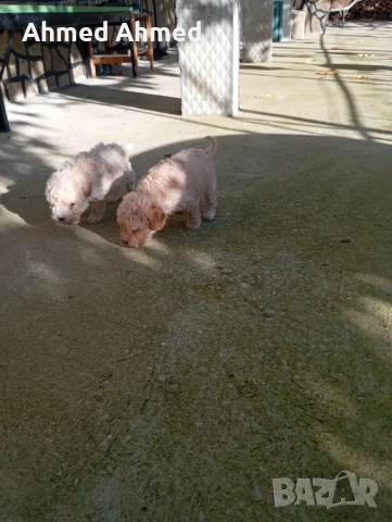 Кокер логото, снимка 1