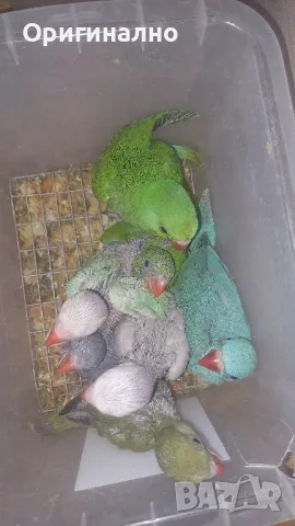 Малък александър , снимка 3 - Папагали - 50427491