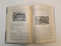 Животнитѣ от биологично гледище - Борис Митов (1935, Луксозна изработка, Отлично състояние), снимка 3