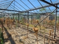 Продава се стъклена оранжерия, снимка 14