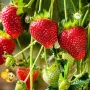 100 бр. ягодови семена от гигантска ягода градинско плодово растение, сладки и вкусни червени ягоди , снимка 11