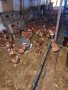продавам кокошки носачки за яйца, снимка 1 - Кокошки и пуйки - 43990740