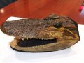 Автентична глава алигатор/крокодил, снимка 4