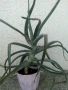 Голямо дървовидно лечебно алое височина -70см., снимка 2