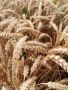 Жито и Овес кехлибар зимен, снимка 3