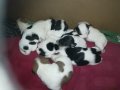 ПРОДАВАМ-продавам djack russell terrier 0406211147, снимка 3