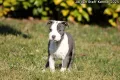 *Американски Стафордшир Териер бебета с FCI родословие- Jordan Staff Kennel*, снимка 6