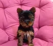 Мини Йоркширски териер, снимка 3