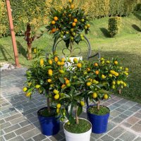 Китайски мандарини кумкуат  Fortunella Margarita, снимка 2 - Градински цветя и растения - 40383733