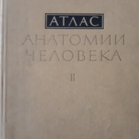 Атлас анатомии человека, Том 2, Р. Д. Синельников, снимка 1 - Специализирана литература - 32299951