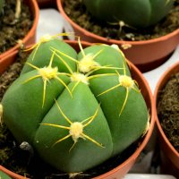 gymnocalycium horstii, снимка 2 - Стайни растения - 32874885