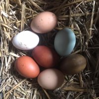 Разноцветни домашни яйца от различни породи кокошки за консумация и люпене, снимка 10 - Домашни продукти - 34929684