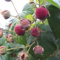 Малина (rubus odoratus), снимка 2 - Градински цветя и растения - 38067275